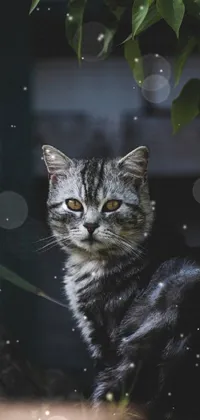 Cat Felidae Plant Live Wallpaper