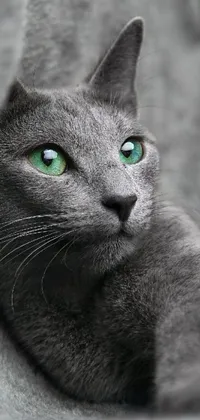 Looking for a stunning live wallpaper for your phone? Check out this one featuring a close-up of a gray cat with emerald green eyes