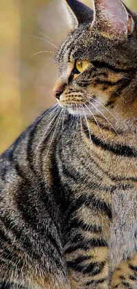 Cat Felidae Small To Medium-sized Cats Live Wallpaper