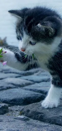 This phone live wallpaper features a cute black and white kitten playing with a flower in a fighting pose