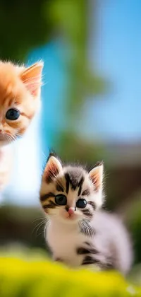 Cat Felidae Small To Medium-sized Cats Live Wallpaper