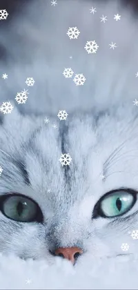 Cat Felidae Snow Live Wallpaper