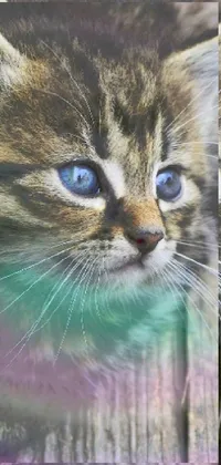Cat Felidae Vertebrate Live Wallpaper