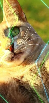 This live wallpaper features a fierce cat standing up in lush grass, ready to fight