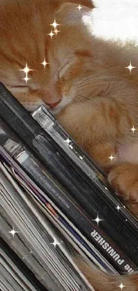 Cat Felidae Whiskers Live Wallpaper