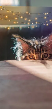 Cat Felidae Whiskers Live Wallpaper