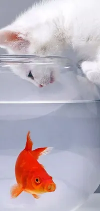 This phone live wallpaper showcases a playful white kitten with a red nose and ears playing with a goldfish in a bowl