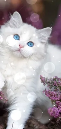 This live wallpaper features an adorable long-haired white cat with stunning blue eyes nestled among blooming purple flowers