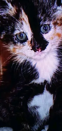 Cat Felidae Window Live Wallpaper