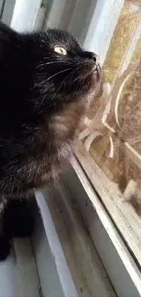 Looking for an adorable phone live wallpaper? Look no further than this one featuring a close-up of a cat looking out of a window, surrounded by intricate arabesque patterns, subtle cobwebs, and captivating video footage