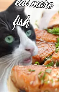 Cat Food Recipe Live Wallpaper