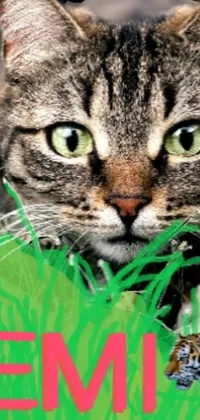 This live phone wallpaper depicts a brown cat standing gracefully on green grass