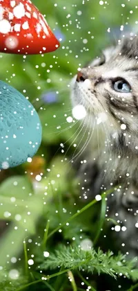 This phone live wallpaper showcases an adorable kitten gazing up at a mushroom in a bed of grass