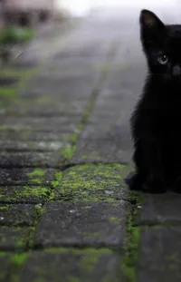 Cat Green Road Surface Live Wallpaper