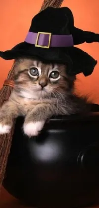 Cat Hat Felidae Live Wallpaper