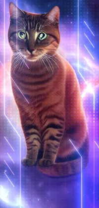 This phone live wallpaper showcases a stunning galaxy background with a close-up shot of a ginger cat's full body