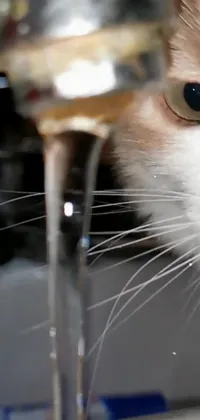 Cat Liquid Stemware Live Wallpaper