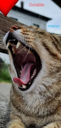 Cat Mouth Felidae Live Wallpaper