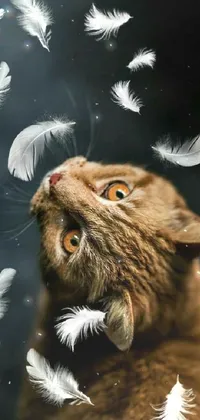 Cat Organism Felidae Live Wallpaper