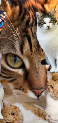 Cat Photograph Facial Expression Live Wallpaper