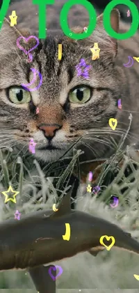 Cat Photograph Nature Live Wallpaper