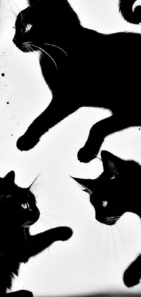 Cat Photograph Vertebrate Live Wallpaper