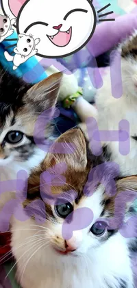 Cat Photograph Vertebrate Live Wallpaper