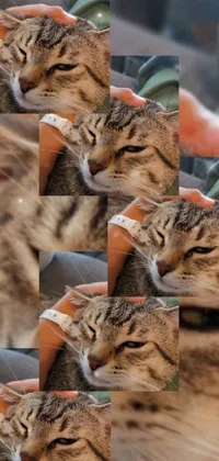 This charming phone live wallpaper showcases a person petting a cat in close-up