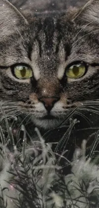 This phone live wallpaper highlights striking digital art portraying a serene cat sitting in grass