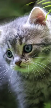 Enhance your phone's home screen with this stunning live wallpaper featuring a playful kitten