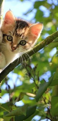 This lively phone live wallpaper features a realistic image of a fluffy kitten sitting on a branch against a backdrop of lush green leaves on a sunny day