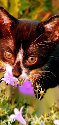 This phone live wallpaper features a charming close up of a cute kitten's face amid a sprawling field of vibrant flowers