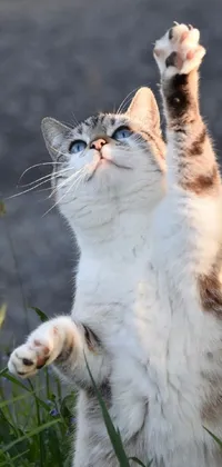 This dynamic live wallpaper features an adorable cat with light grey-blue eyes standing on its hind legs in the grass