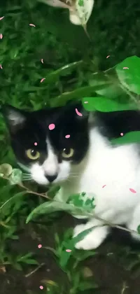 Cat Plant Leaf Live Wallpaper