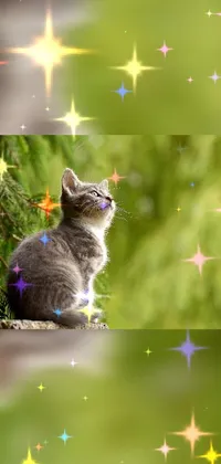 Cat Plant Light Live Wallpaper