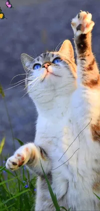 This live wallpaper for mobile devices features an adorable cat standing on its hind legs, reaching upwards to catch a butterfly