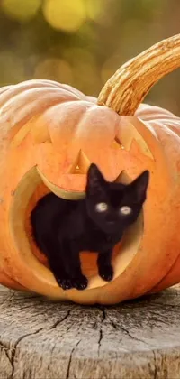 This live wallpaper depicts a black cat sitting inside of a carved pumpkin