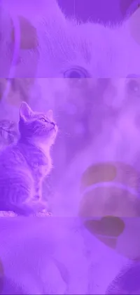 Cat Purple Carnivore Live Wallpaper