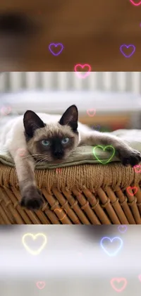 This phone live wallpaper showcases a serene siamese cat resting on a wicker chair against the backdrop of a beautiful picture