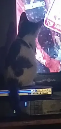 Cat Sky Television Set Live Wallpaper