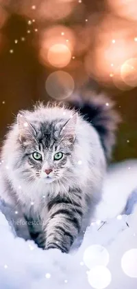 Cat Snow Felidae Live Wallpaper