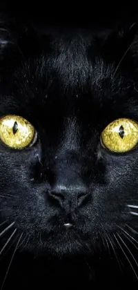 This phone live wallpaper showcases a striking black cat with intense yellow eyes in a close-up portrait