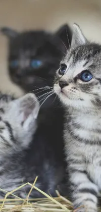 This phone live wallpaper showcases two kittens sitting on a pile of hay