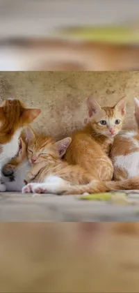 This live wallpaper showcases a delightful scene of adorable orange and white kittens cuddled up together