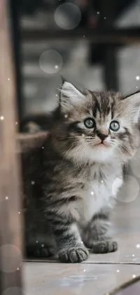 This adorable live wallpaper for your phone showcases a sweet and fluffy kitten sitting beneath a wooden chair