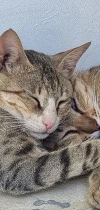 This cozy phone live wallpaper portrays two adorable cats snuggled up next to each other, basking in the warmth of their love and affection
