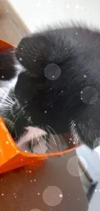 Cat Vertebrate Mammal Live Wallpaper