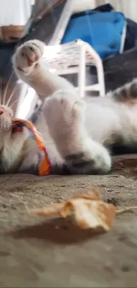 Get your purrfect phone live wallpaper now! Watch as a charming cat blissfully plays with a toy on the floor, completely content in her surroundings