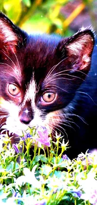 Cat Vertebrate Plant Live Wallpaper