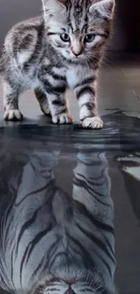 Cat Water Grey Live Wallpaper
